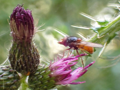  Rhingia rostrata