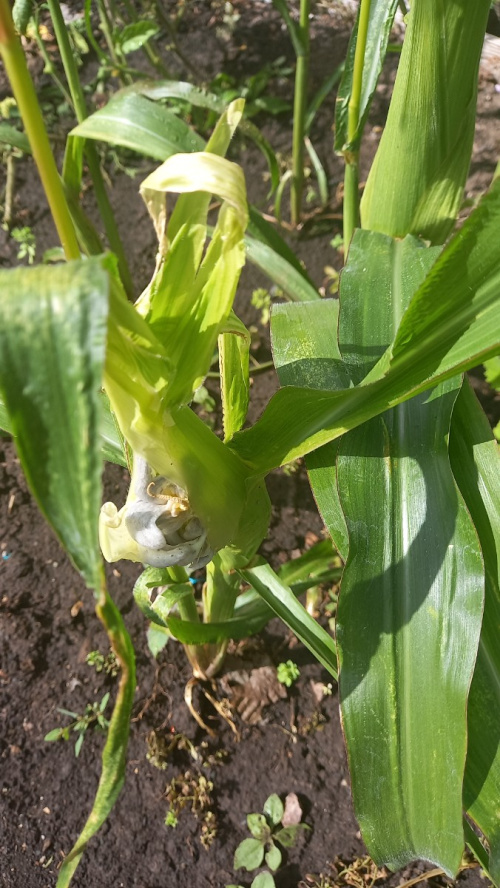 Species image