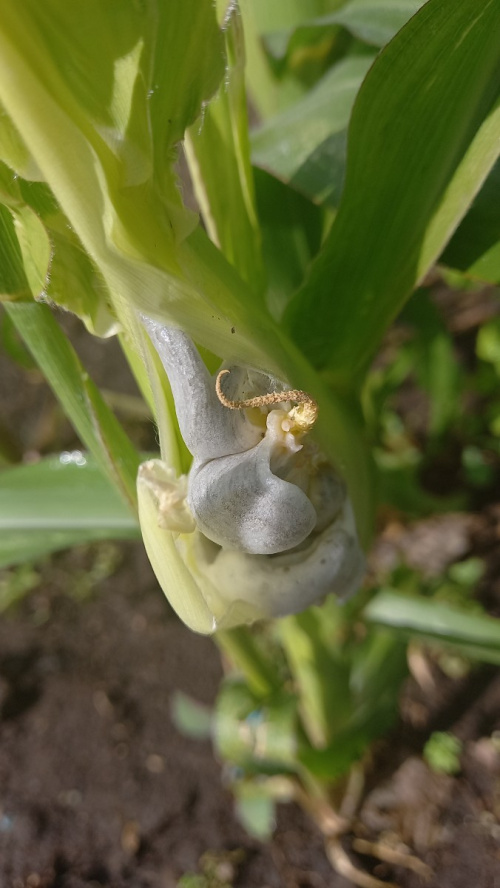 Species image