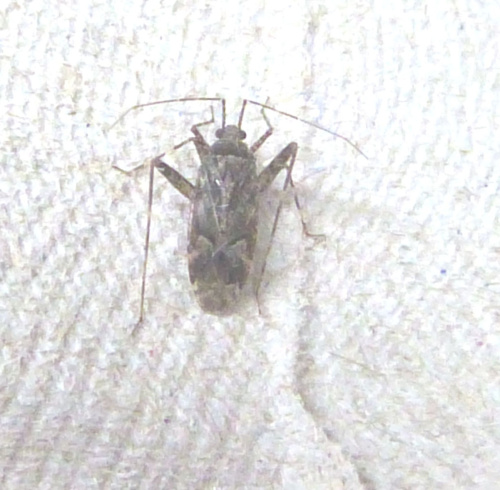 Species image