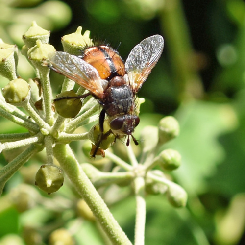  Tachina fera