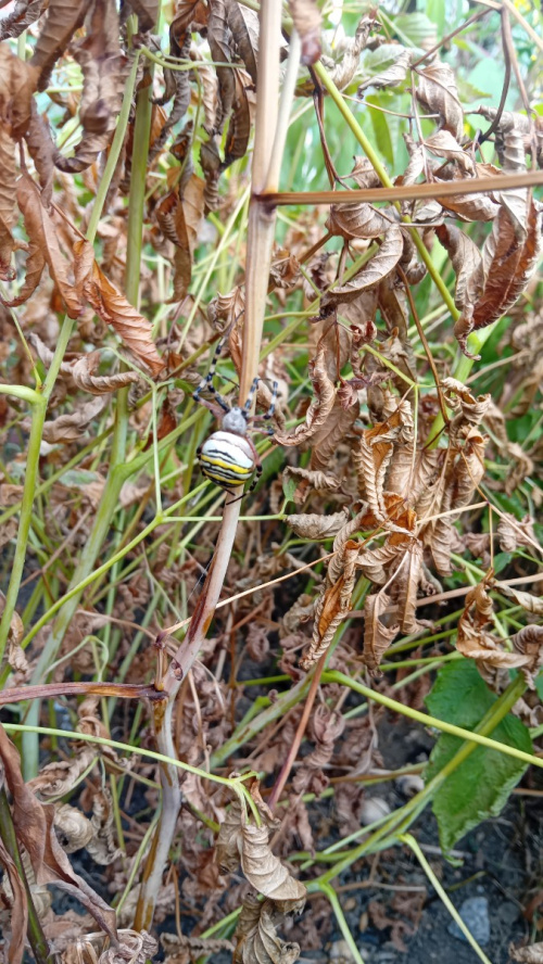 Species image
