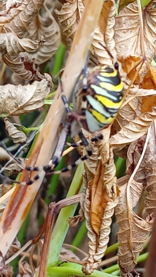 Species image