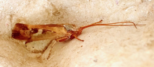  Limnephilus marmoratus