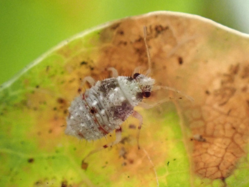  Deraeocoris (Knightocapsus) lutescens