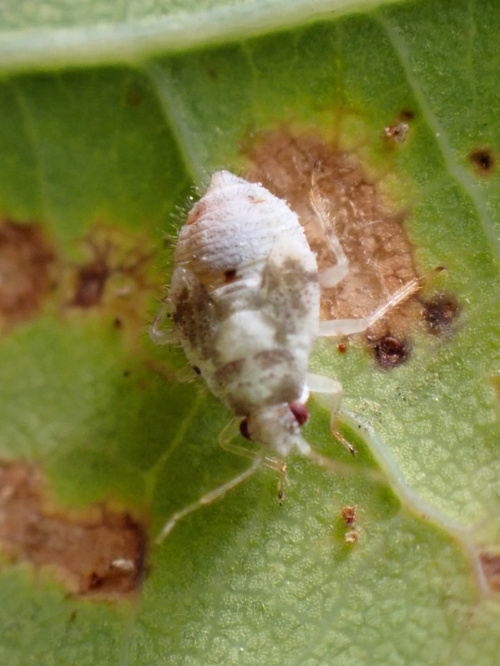  Deraeocoris (Knightocapsus) lutescens