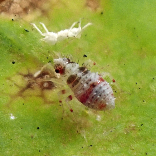  Deraeocoris (Knightocapsus) lutescens