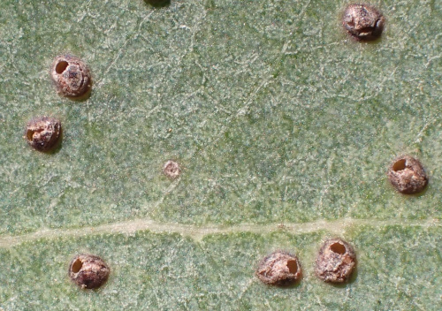 Eucalyptus Gall Wasp Ophelimus maskelli