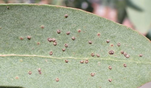 Eucalyptus Gall Wasp Ophelimus maskelli