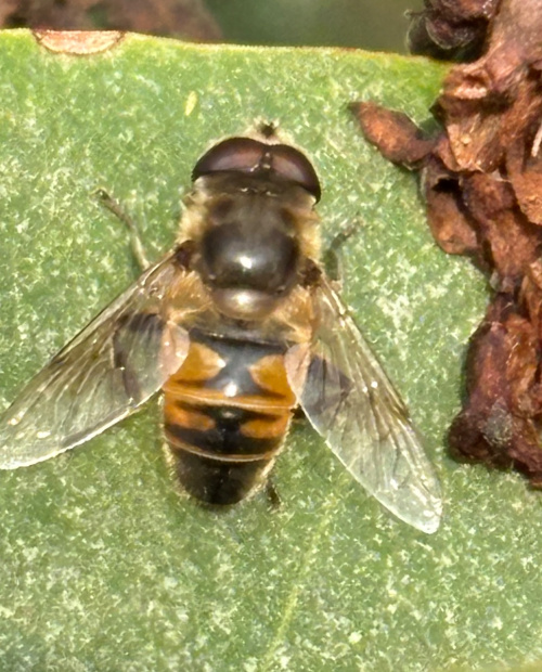  Eristalis tenax