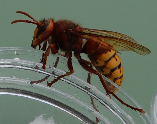 Hornet Vespa crabro