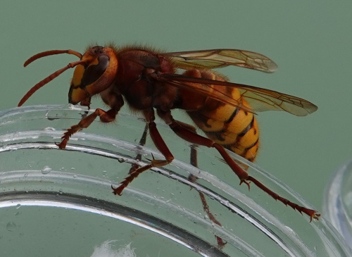 Hornet Vespa crabro
