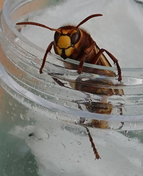 Hornet Vespa crabro