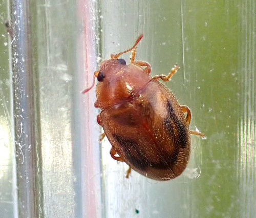  Rhyzobius chrysomeloides