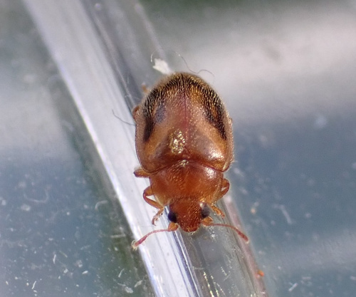  Rhyzobius chrysomeloides