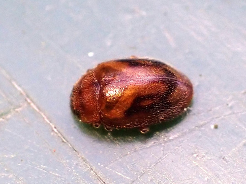  Rhyzobius chrysomeloides