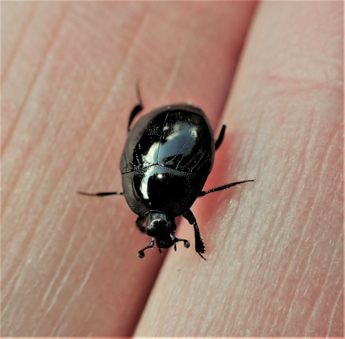  Saprinus semistriatus