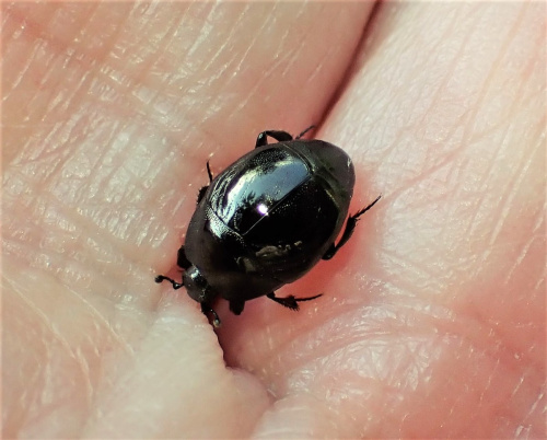  Saprinus semistriatus