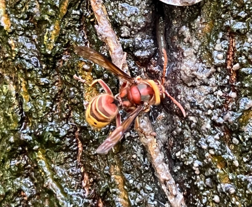 Hornet Vespa crabro