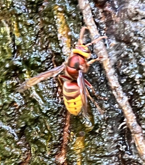Hornet Vespa crabro