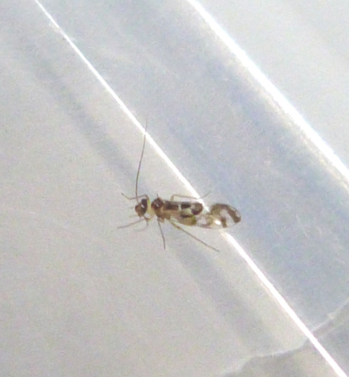  Graphopsocus cruciatus