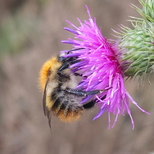Common Carder Bee Bombus pascuorum