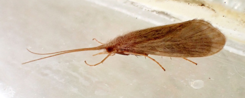  Goera pilosa
