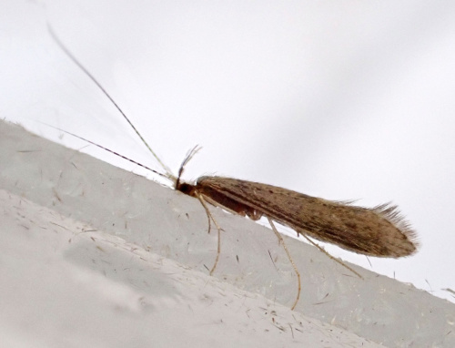  Leptocerus tineiformis