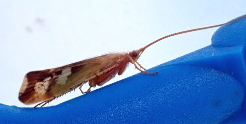  Limnephilus lunatus