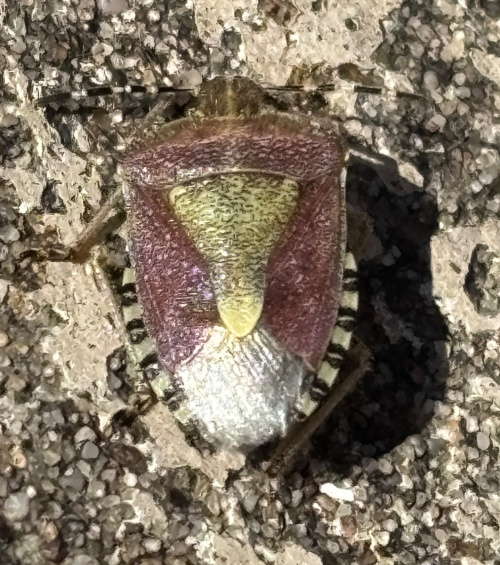 Hairy Shieldbug Dolycoris baccarum