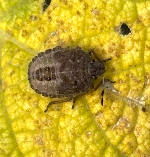 Hairy Shieldbug Dolycoris baccarum
