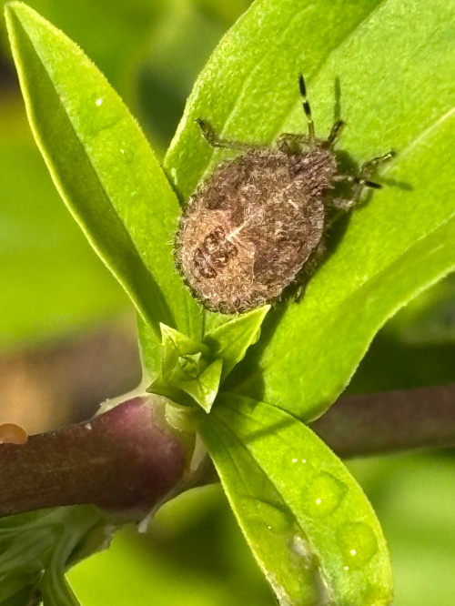 Hairy Shieldbug Dolycoris baccarum