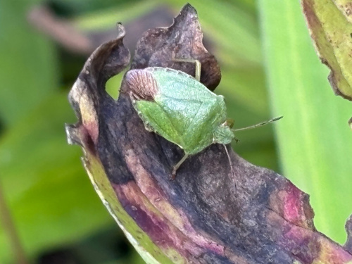 Green Shieldbug Palomena prasina