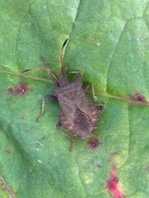 Dock Bug Coreus marginatus