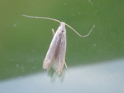 Scarce Thorn Case-bearer Coleophora trigeminella