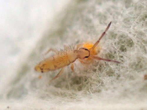 Entomobrya nicoleti