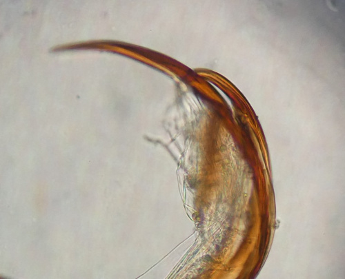 Species image