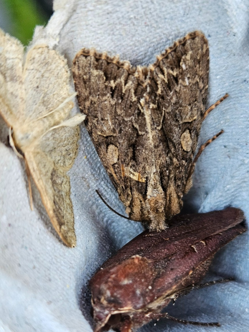 Large Yellow Underwing | NatureSpot