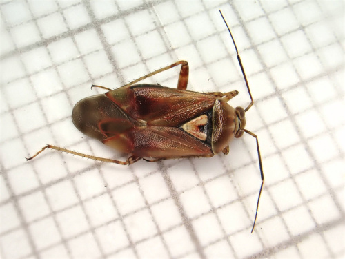 Lygus pratensis