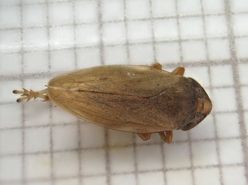 Philaenus spumarius