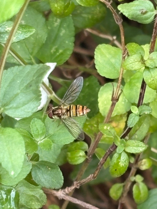 Marmalade Hoverfly