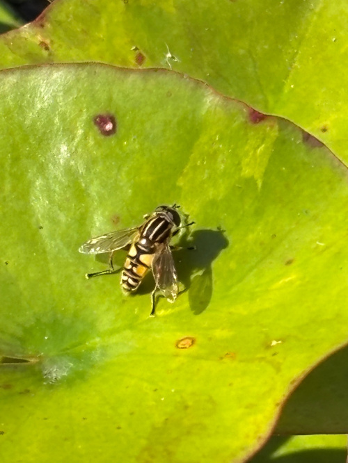 Helophilus pendulus
