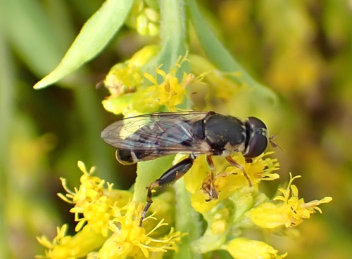 Syritta pipiens