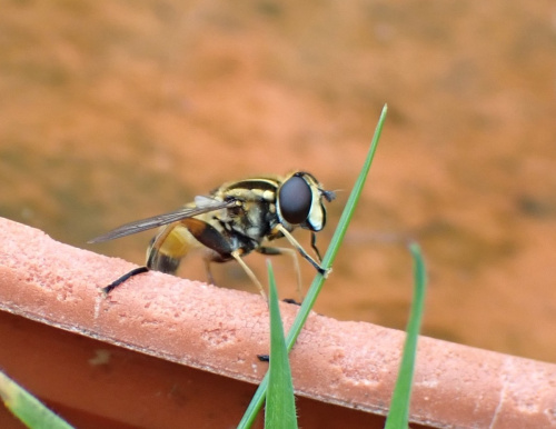 Helophilus pendulus