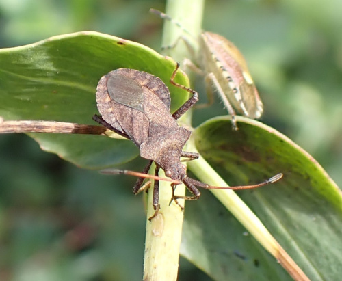Dock Bug Coreus marginatus