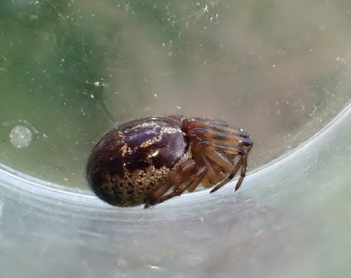  Steatoda nobilis