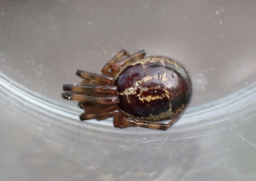  Steatoda nobilis