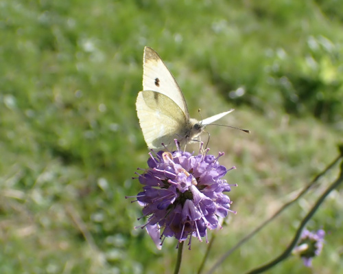 Small White Pieris rapae
