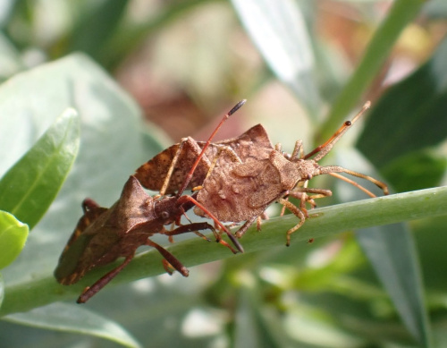 Dock Bug Coreus marginatus