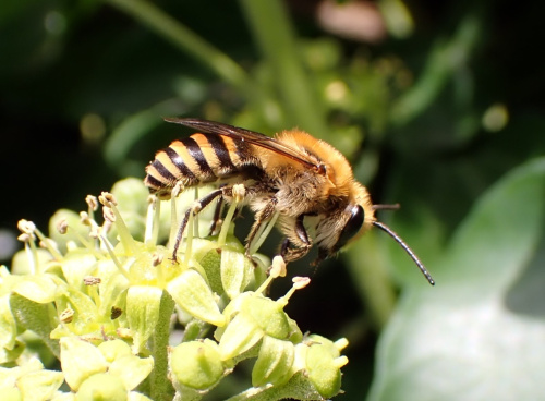 Ivy Bee Colletes hederae